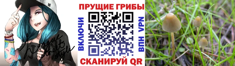 Псилоцибиновые грибы ЛСД  Купить где  Тара 